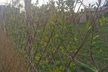Création Jardin Comines - Aménager Jardin Paysagiste